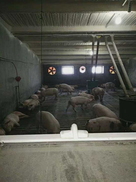 牧原養(yǎng)豬場保溫板連接處怎么處理噴涂聚氨酯行不行(圖1) 牧原養(yǎng)豬場保溫板連接處噴涂聚氨酯保溫